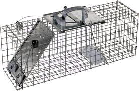 Where to rent TRAP, LIVE ANIMAL LARGE in Boring OR